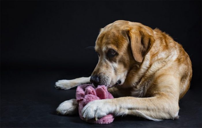 Campanha contra o abandono de animais promovida pela UPVET na U. Porto | Global News Portugal