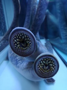 O Gourmet do Take away: O Gomes de Sá do Gaveto | Global News Portugal