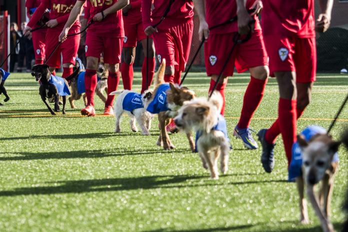 gco_jogo_salgueiros_adopcao_2022_7_LWCB54a