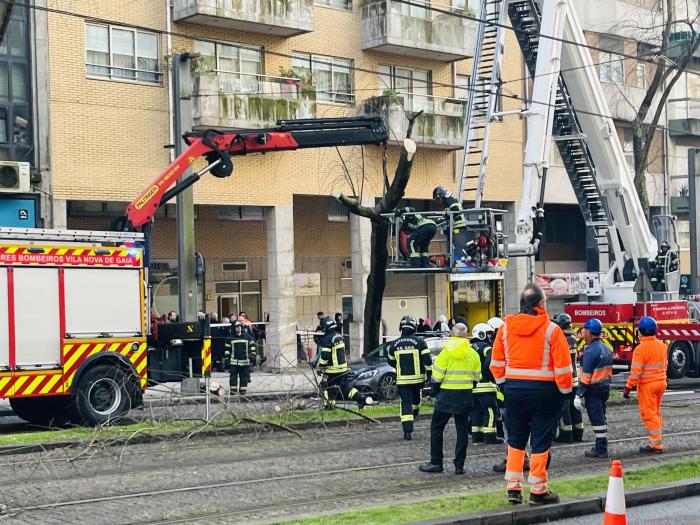 Queda de árvore interrompe circulação do metro em Vila Nova de Gaia | Global News Portugal