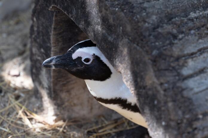 Pinguins_JZ
